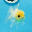 UNIQUE A Grade Lemonhead Button Eyes Oranda Male 4-4.5 inches #0906OR_28