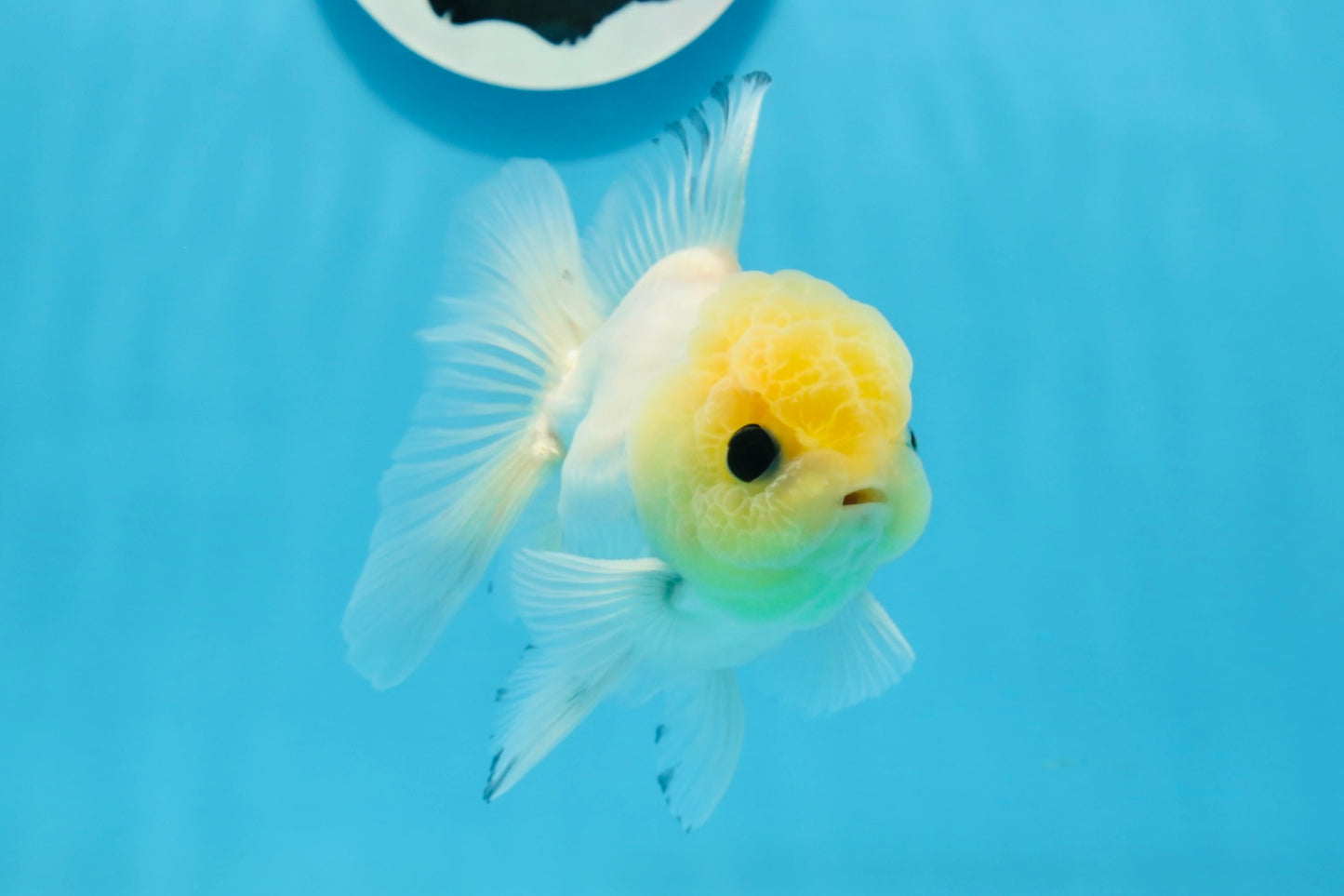 Oranda macho de ojos de botón de cabeza de limón de grado A, único, de 4 a 4,5 pulgadas, n.º 0906OR_28