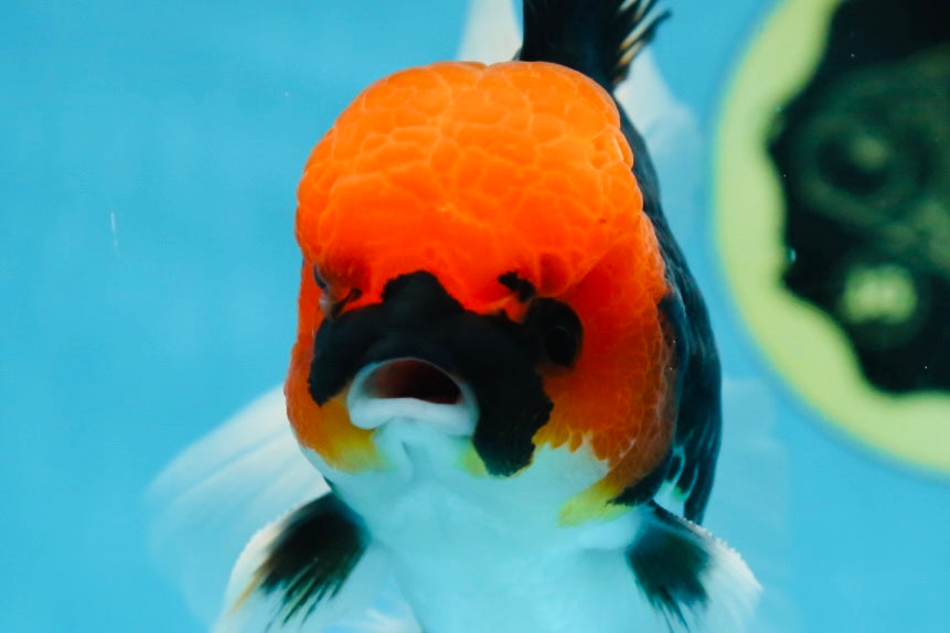 AAA Grade Tricolor Button Eyes Oranda Male 5 inches #080825OR_04