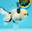 A Grade Panda Oranda Male 5.5 inches #120624OR_01