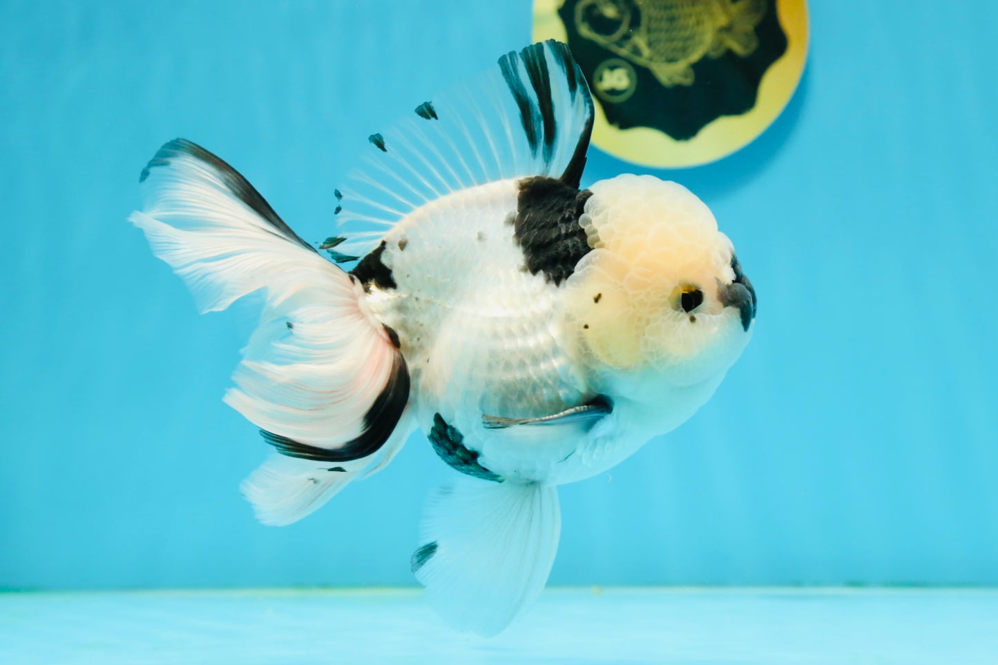 A Grade Panda Oranda Male 5.5 inches #120624OR_01