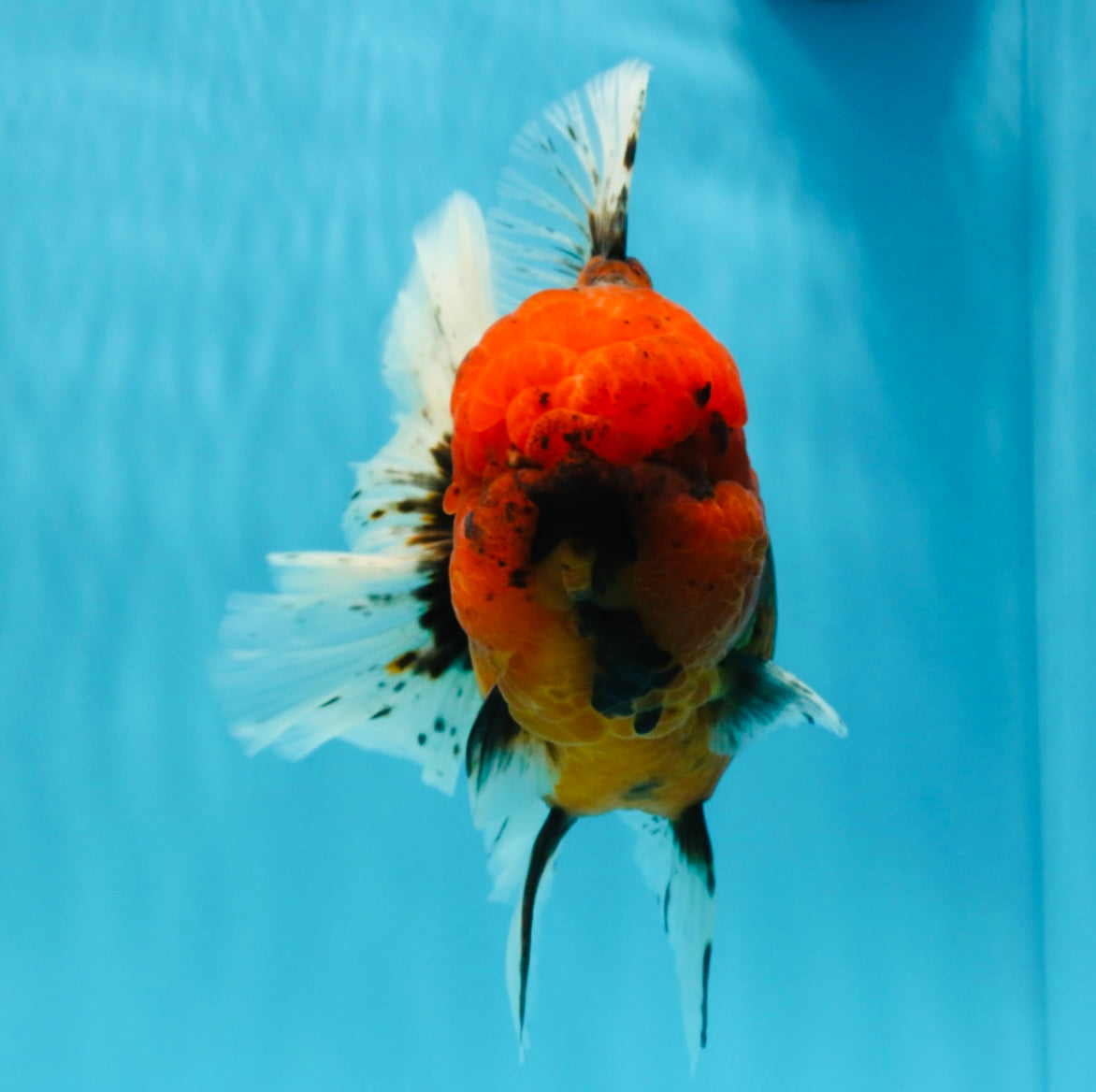 CHONKY AAA Grade Tiger Oranda Male 6.5 inches #022026OR_08