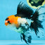 A Grade Tricolor Oranda Female 6.5 inches #090525OR_19