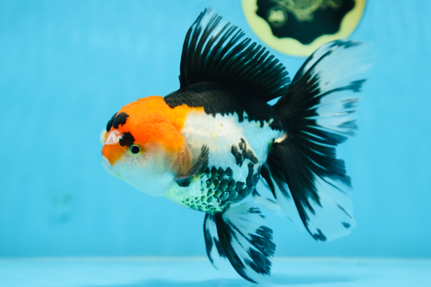 A Grade Tricolor Oranda Female 6.5 inches #090525OR_19