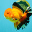 AAA Grade Apache Oranda Male 5.5-6 inches #041726OR_11
