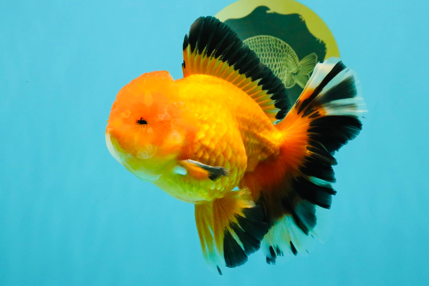 AAA Grade Apache Oranda Male 5.5-6 inches #041726OR_11