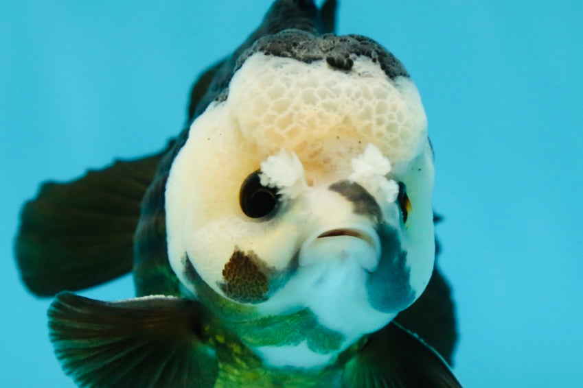 AAA Grade Pompom Panda Button Eyes Yuanbao Male 4 inches #050925YB_25