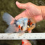 Marble Oranda Male 5.5-6 inches #072426OR_16