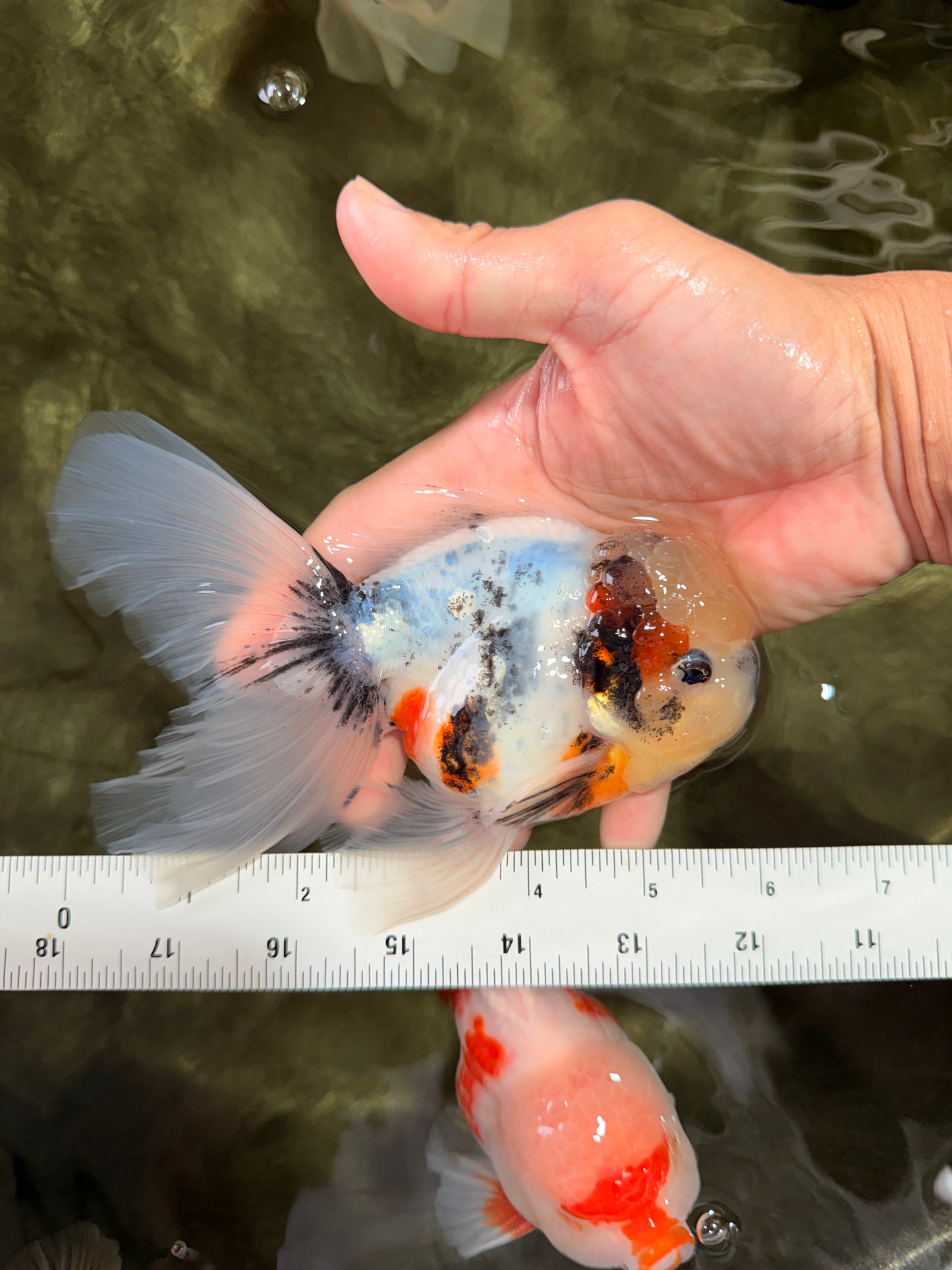 Marble Oranda Male 5.5-6 inches #072426OR_16