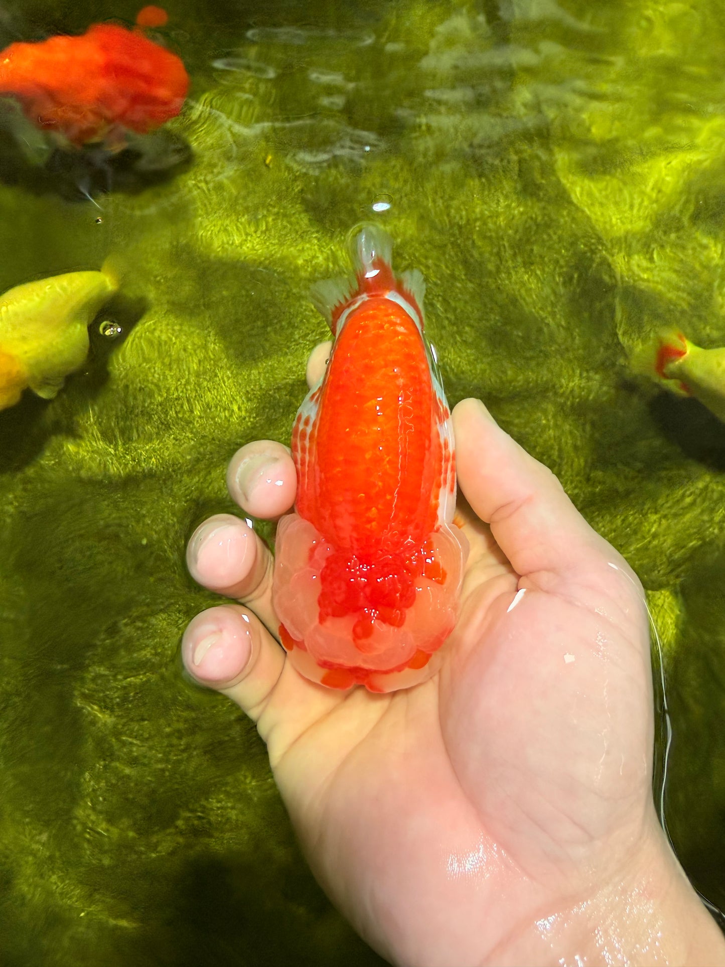 FLUFFY WEN AAA Grade Red White LionQueen 4-4.5 inches #022026LC_14