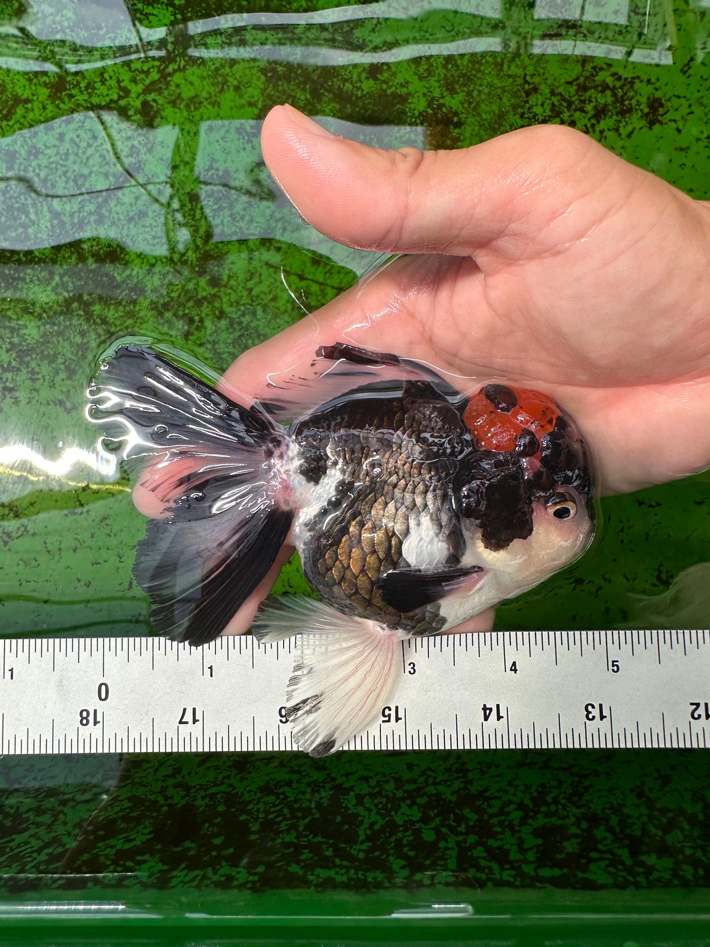 AAA Grade Tricolor Oranda Male 5 inches #0830OR_11