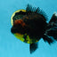 AAA Grade Dark Tiger Godzilla Oranda Female 6.5-7 inches #060625OR_13