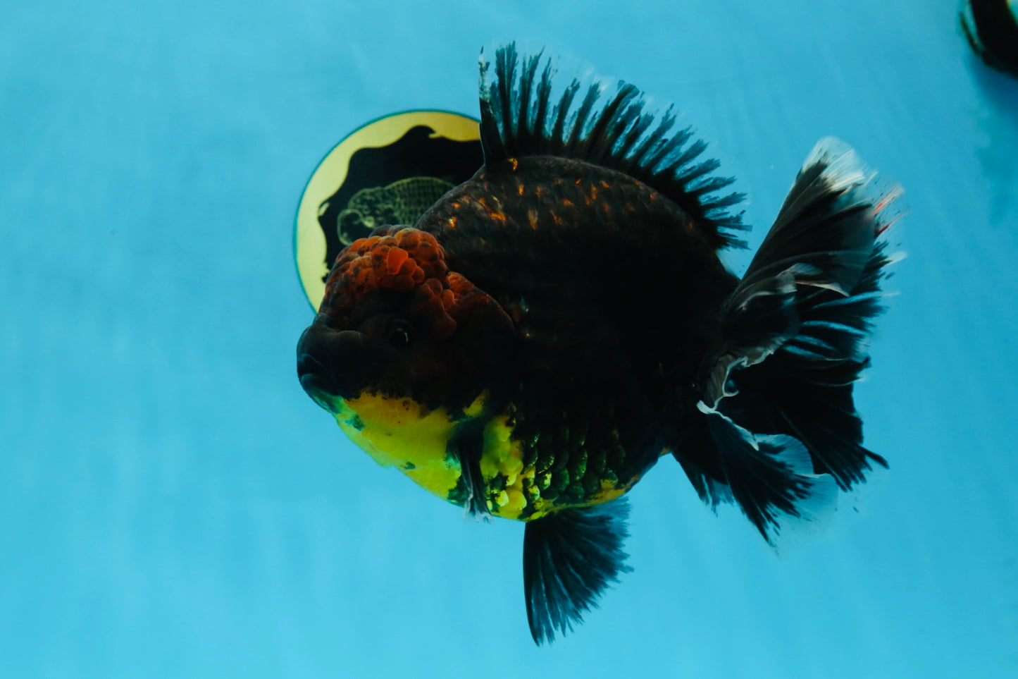 AAA Grade Dark Tiger Godzilla Oranda Female 6.5-7 inches #060625OR_13