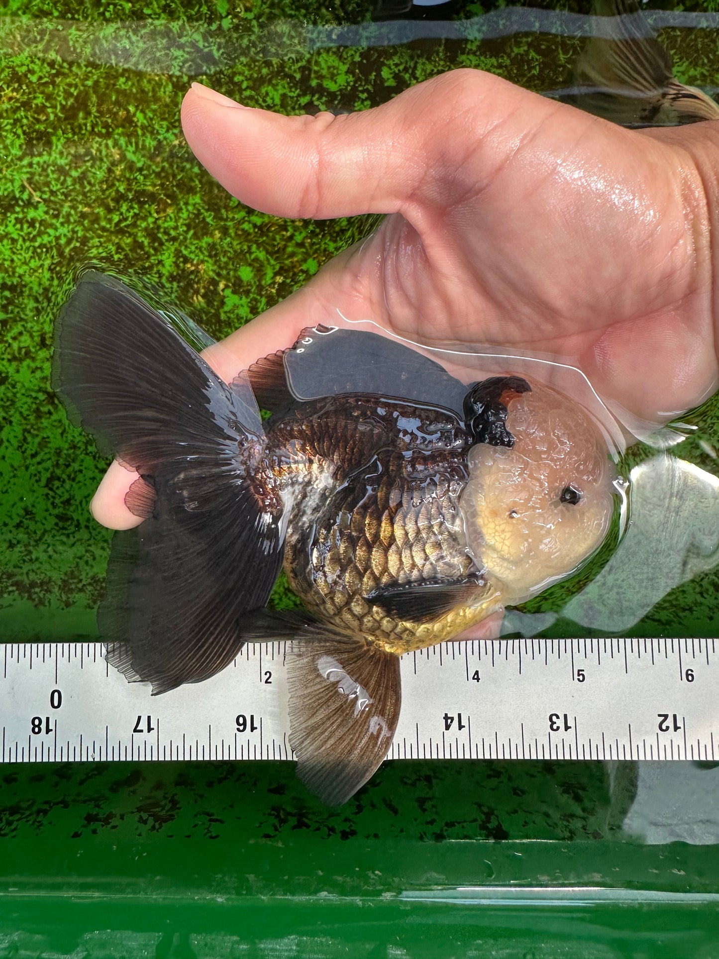 AAA Grade Panda Button Eyes Oranda Male 5.5 inches #1011OR_04