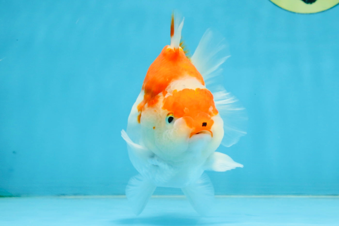 BIG WEN A Grade Red White Yuanbao Female 5 inches #112825YB_16