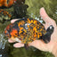 CHUBBY AAA Grade Tiger Ranchu Male 5.5-6 inches #101626RC_27