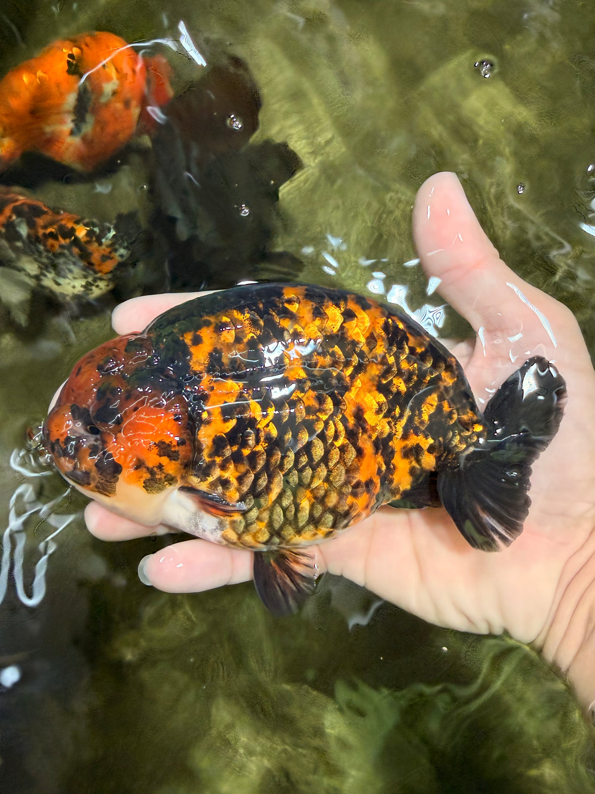 CHUBBY AAA Grade Tiger Ranchu Male 5.5-6 inches #101626RC_27