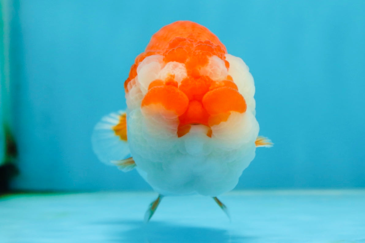 A Grade CHONKY Red White LionQueen 4.5-5 inches #051625LC_36