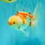AAA Grade Red White Oranda Male 5.5 inches #062626OR_21