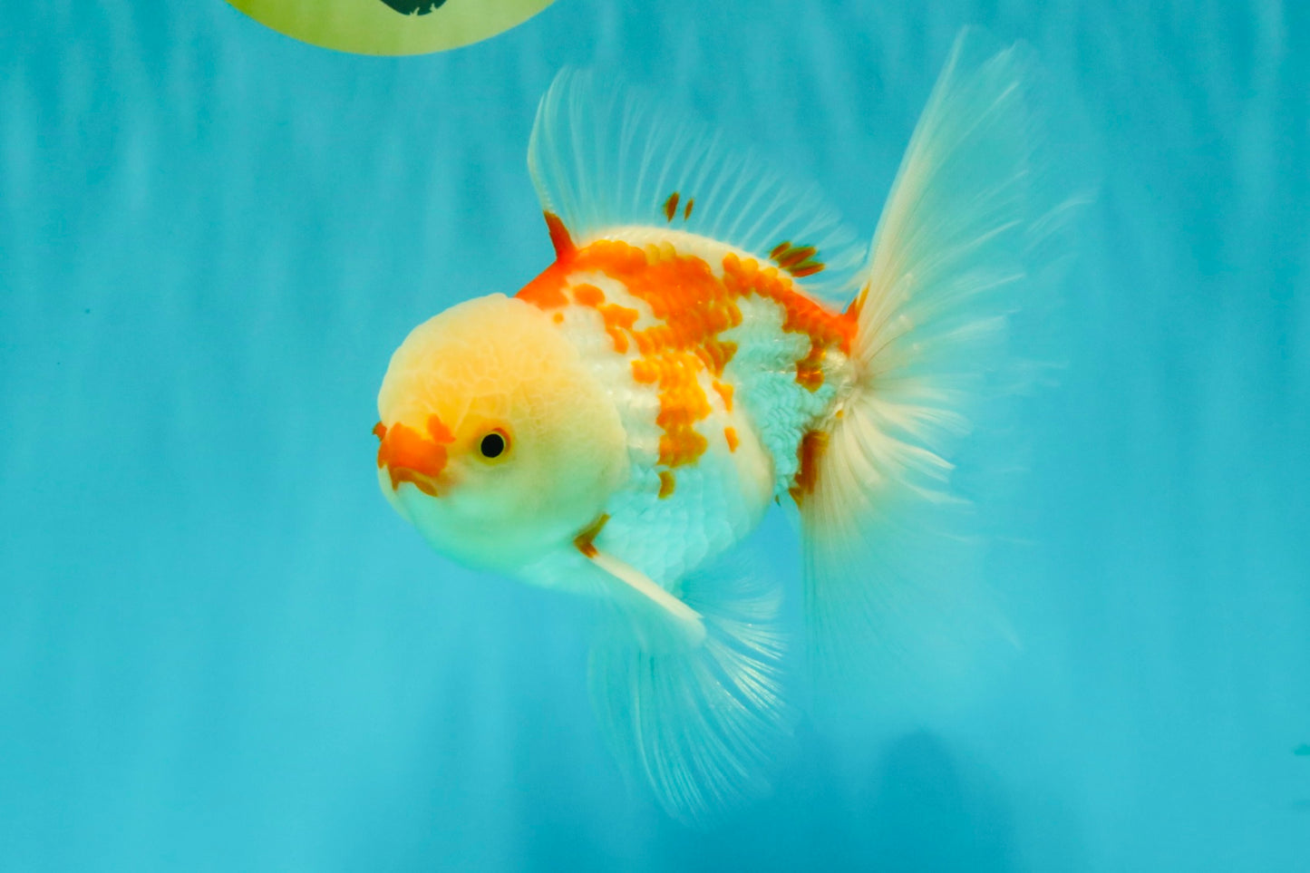 AAA Grade Red White Oranda Male 5.5 inches #062626OR_21