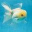 A Grade Snow White Oranda Male 5.5 inches #070425OR_16