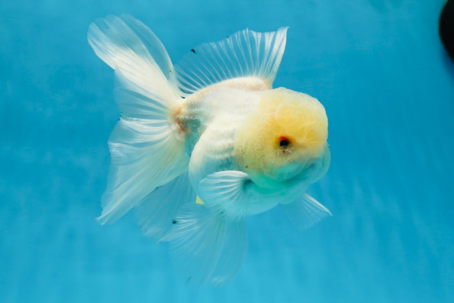 A Grade Snow White Oranda Male 5.5 inches #070425OR_16