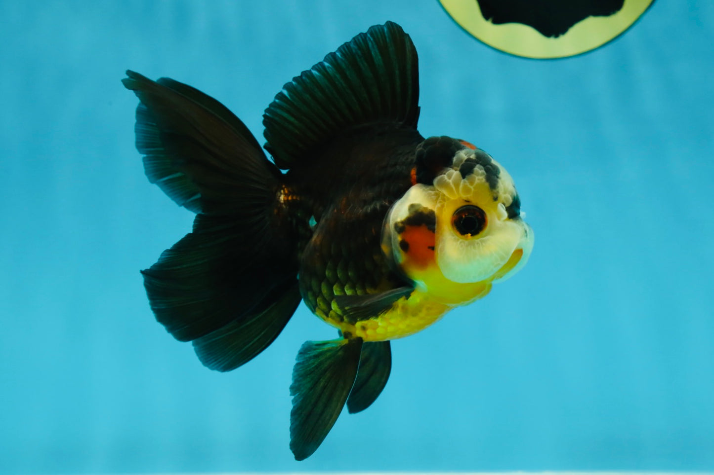 UNIQUE A Grade Bulldog Face Tricolor Button Eyes Oranda Female 4.5 inches #041825OR_14