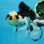 A Grade Panda Button Eyes Oranda Male 5-5.5 inches #091925OR_06