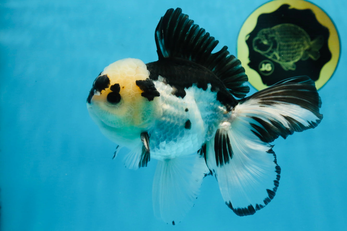 A Grade Panda Button Eyes Oranda Male 5-5.5 inches #091925OR_06