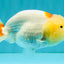 Red White LionChu Female 4.5-5 inches #050826LC_17