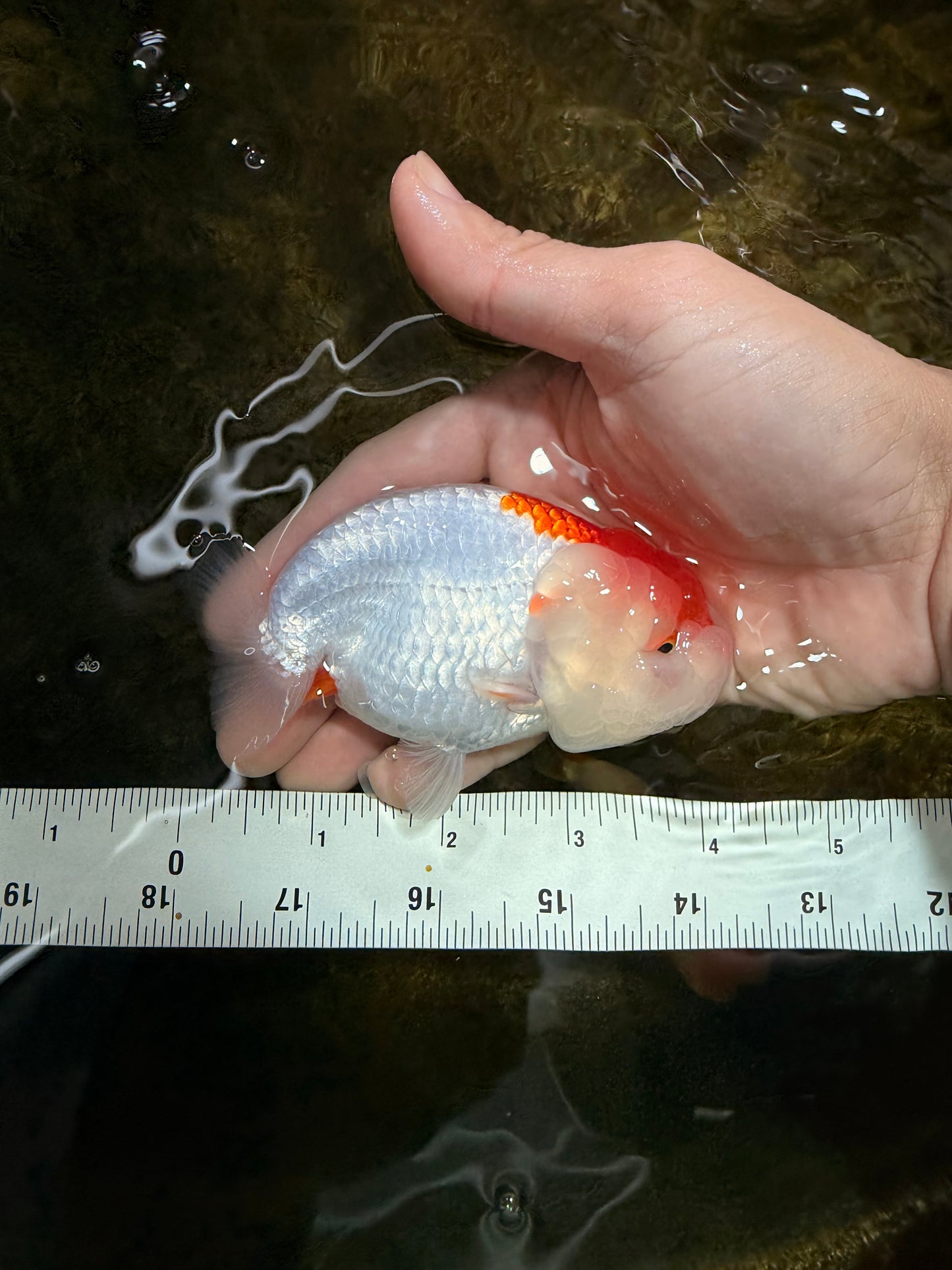 FLUFFY WEN AAA Grade Red White LionQueen 4 inches #112825LC_08