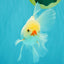 BEAUTY AAA Grade Little Chicken White Oranda Male 5.5 inches #072426OR_15