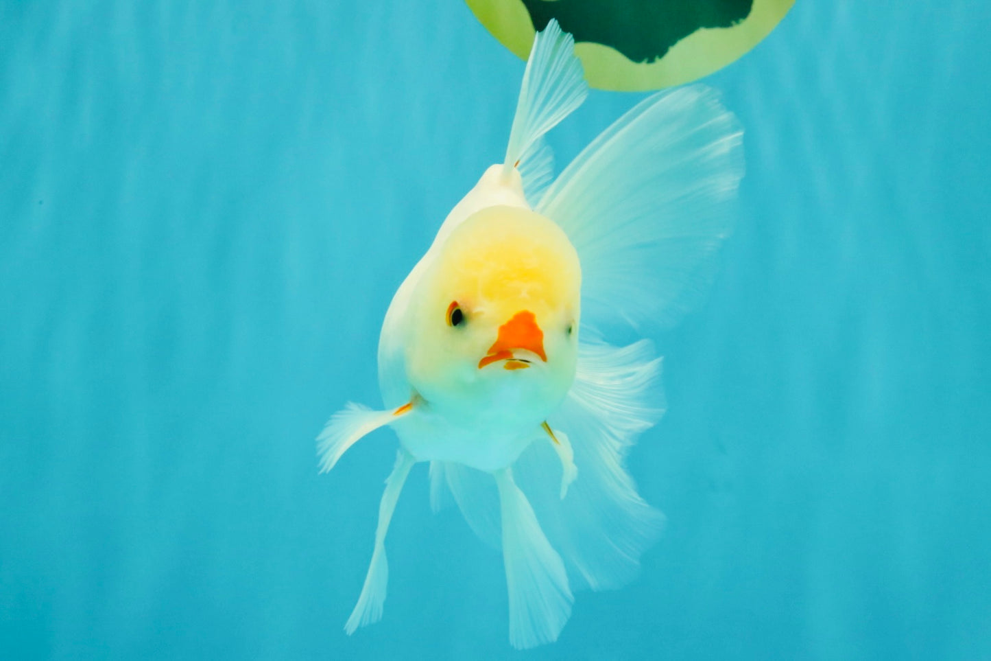 BEAUTY AAA Grade Little Chicken White Oranda Male 5.5 inches #072426OR_15