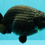 JAMES BOND AAA Grade Black Ranchu Female 6 inches #100926RC_34