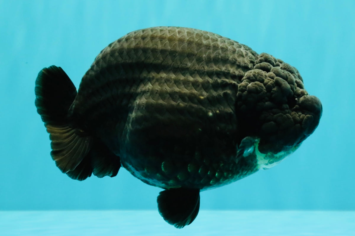JAMES BOND AAA Grade Black Ranchu Female 6 inches #100926RC_34