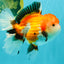 A Grade Tricolor Oranda Female 6 inches #082126OR_10
