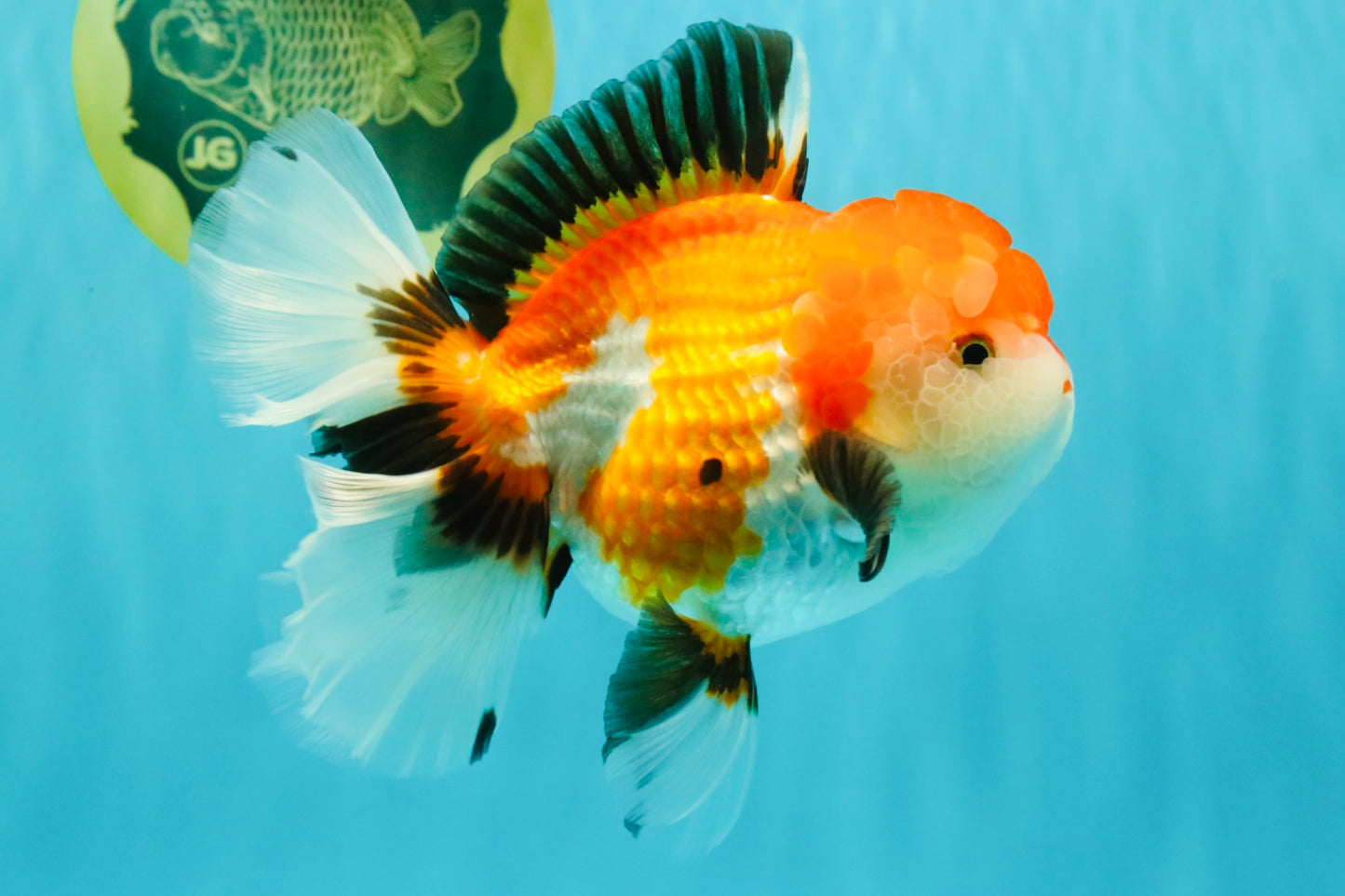A Grade Tricolor Oranda Female 6 inches #082126OR_10