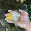 AAA Grade Lemonhead Oranda Male 5 inches #080125OR_20