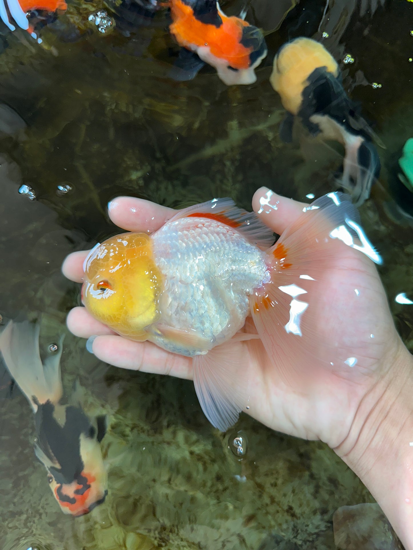 AAA Grade Lemonhead Oranda Male 5 inches #080125OR_20