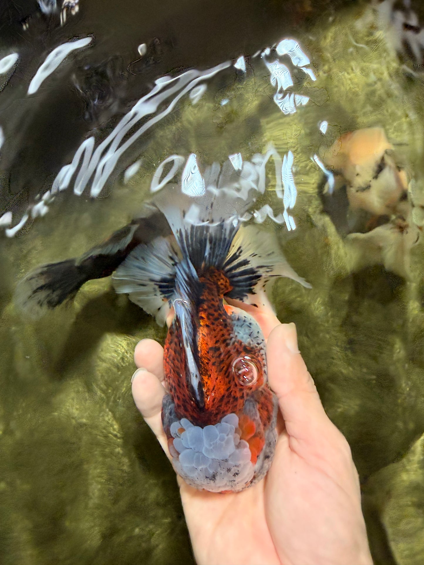 A Grade Calico Oranda Female 5.5 inches #050126OR_05