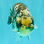 CHUBBY AAA Grade White Tiger Ranchu Male 5.5 inches #100226RC_29
