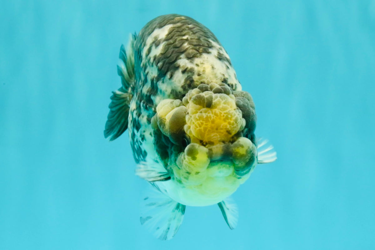 CHUBBY AAA Grade White Tiger Ranchu Male 5.5 inches #100226RC_29