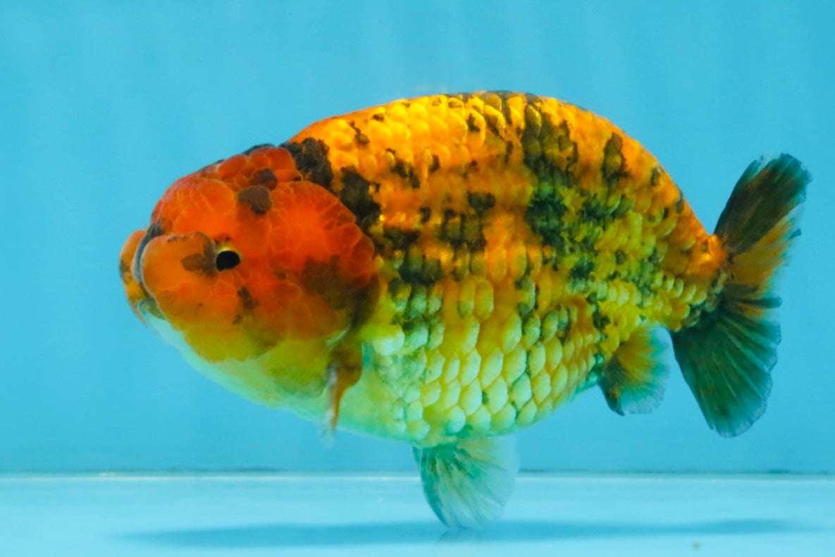 CHUBBY A Grade Tiger LionKing 4.5 inches #112825LC_12