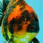 A Grade Tiger Oranda Female 5-5.5 inches #071726OR_15