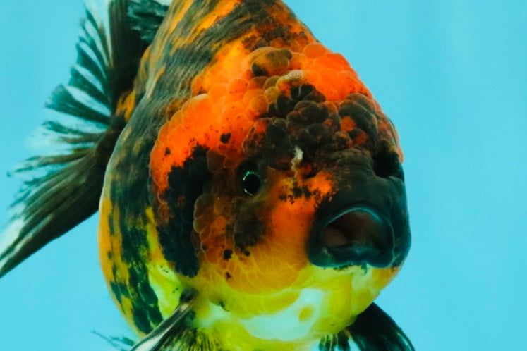 A Grade Tiger Oranda Female 5-5.5 inches #071726OR_15