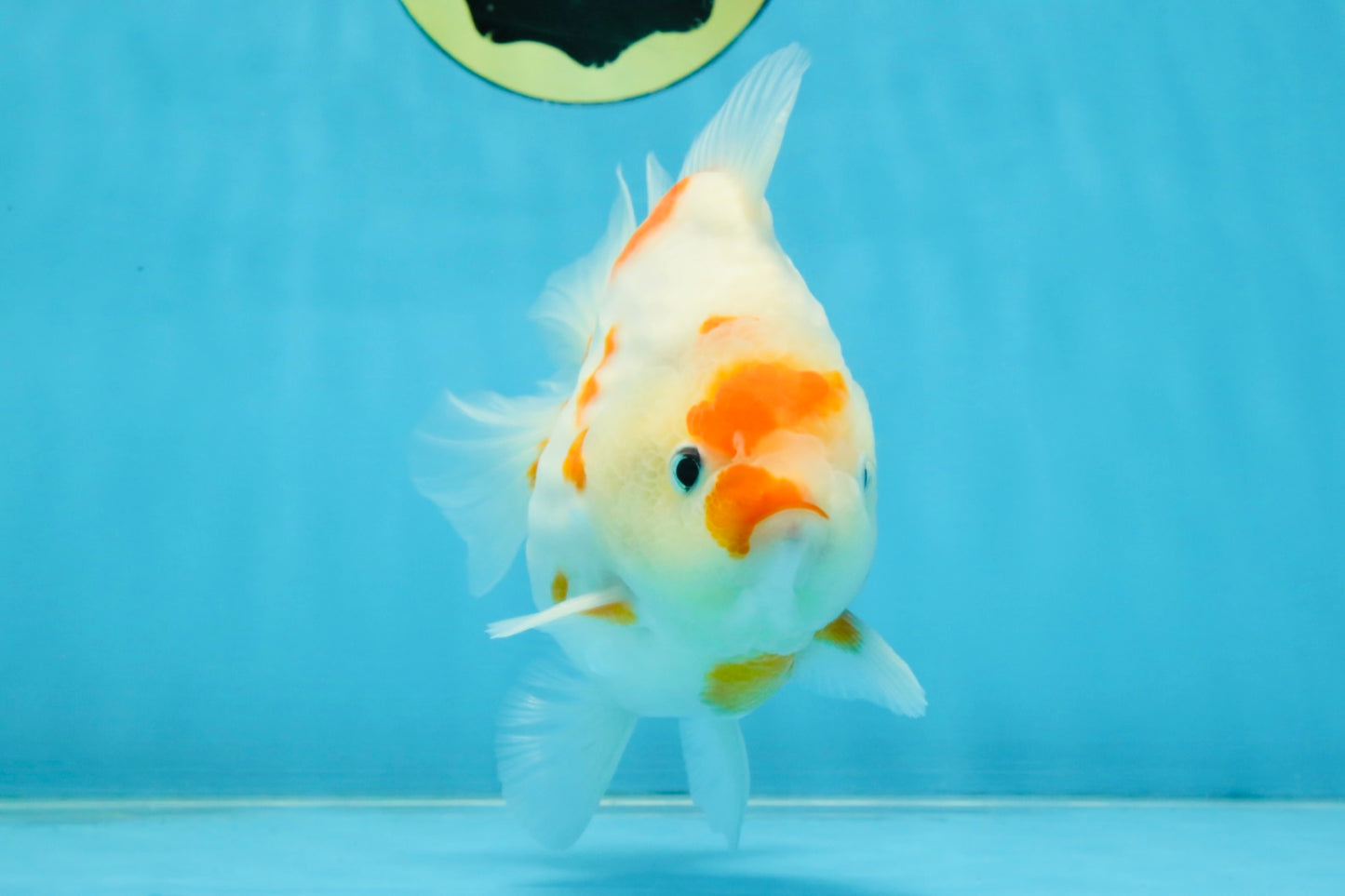 AAA Grade Godzilla Sakura Yuanbao Male 5-5.5 inches #112825YB_18