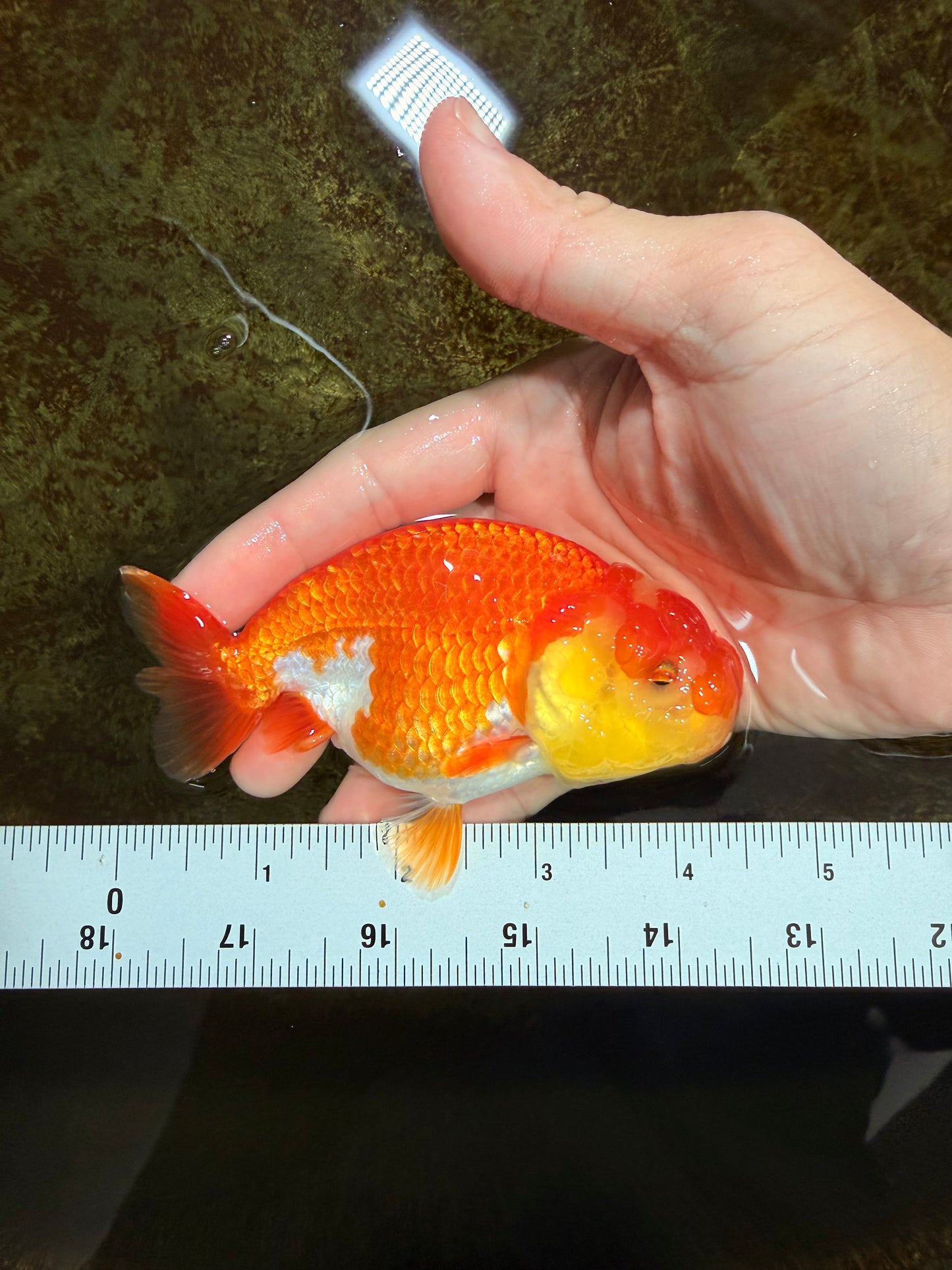 Red White Lionchu Female 4-4.5  inches #121225LC_12