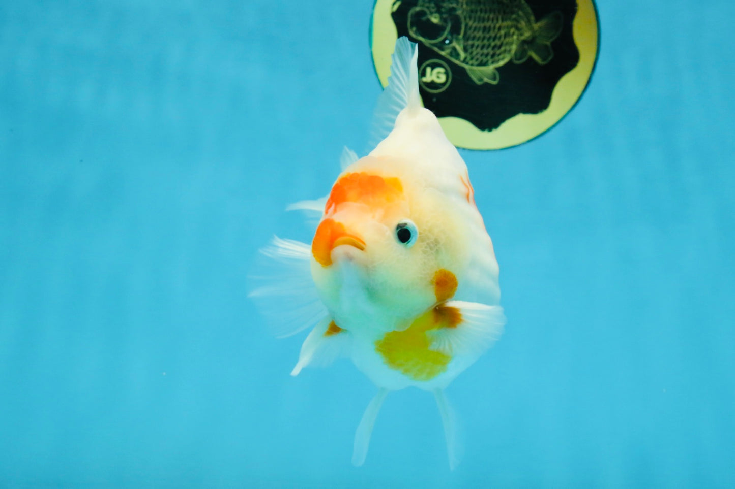 AAA Grade Godzilla Sakura Yuanbao Male 5-5.5 inches #112825YB_18