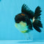 Oranda hembra tricolor de grado AAA de 5 pulgadas n.° 0830OR_02