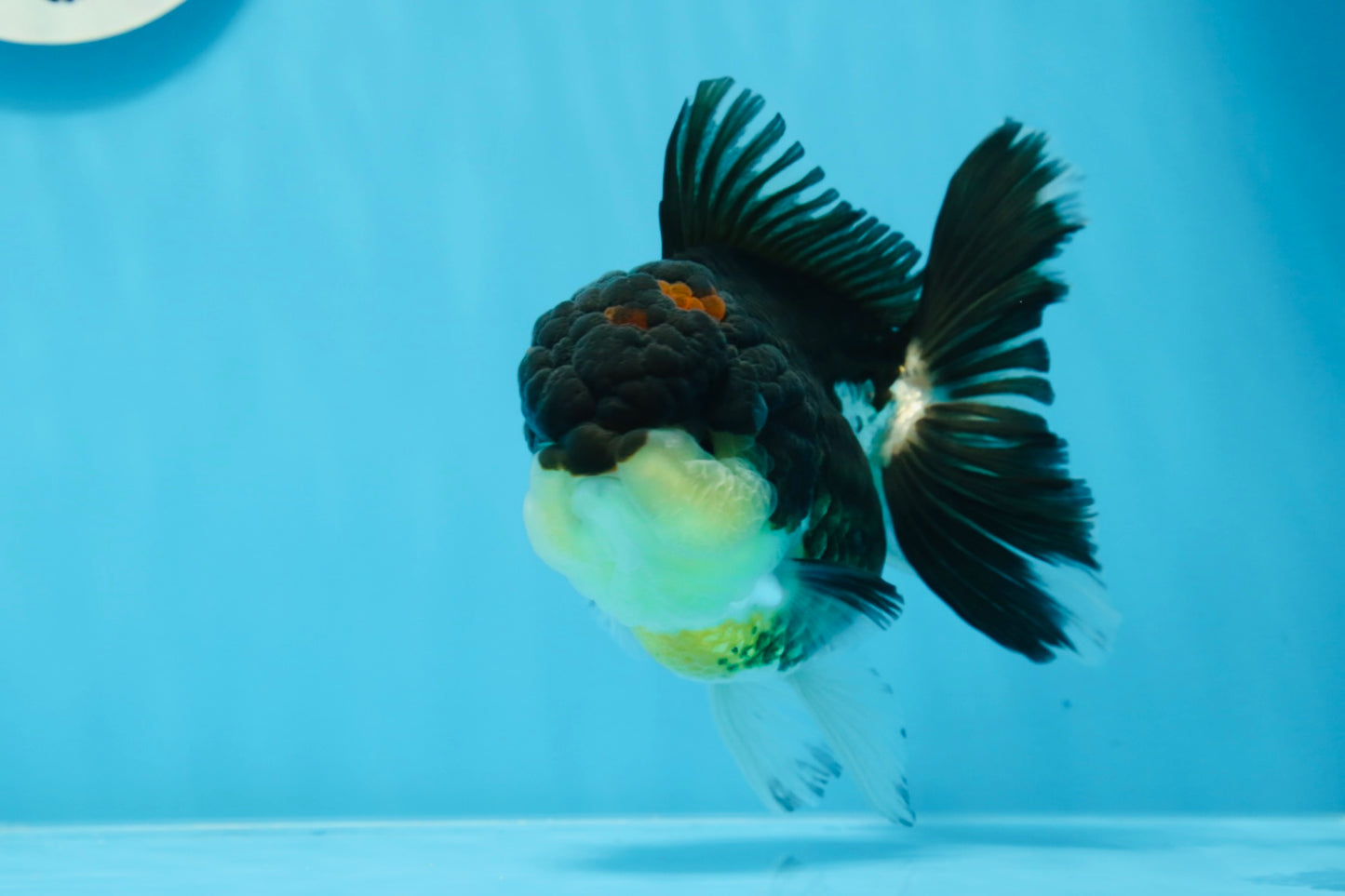 Oranda hembra tricolor de grado AAA de 5 pulgadas n.° 0830OR_02